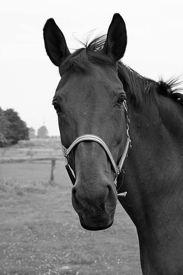 Wallingford Portrait Photography - Equine Photography 1