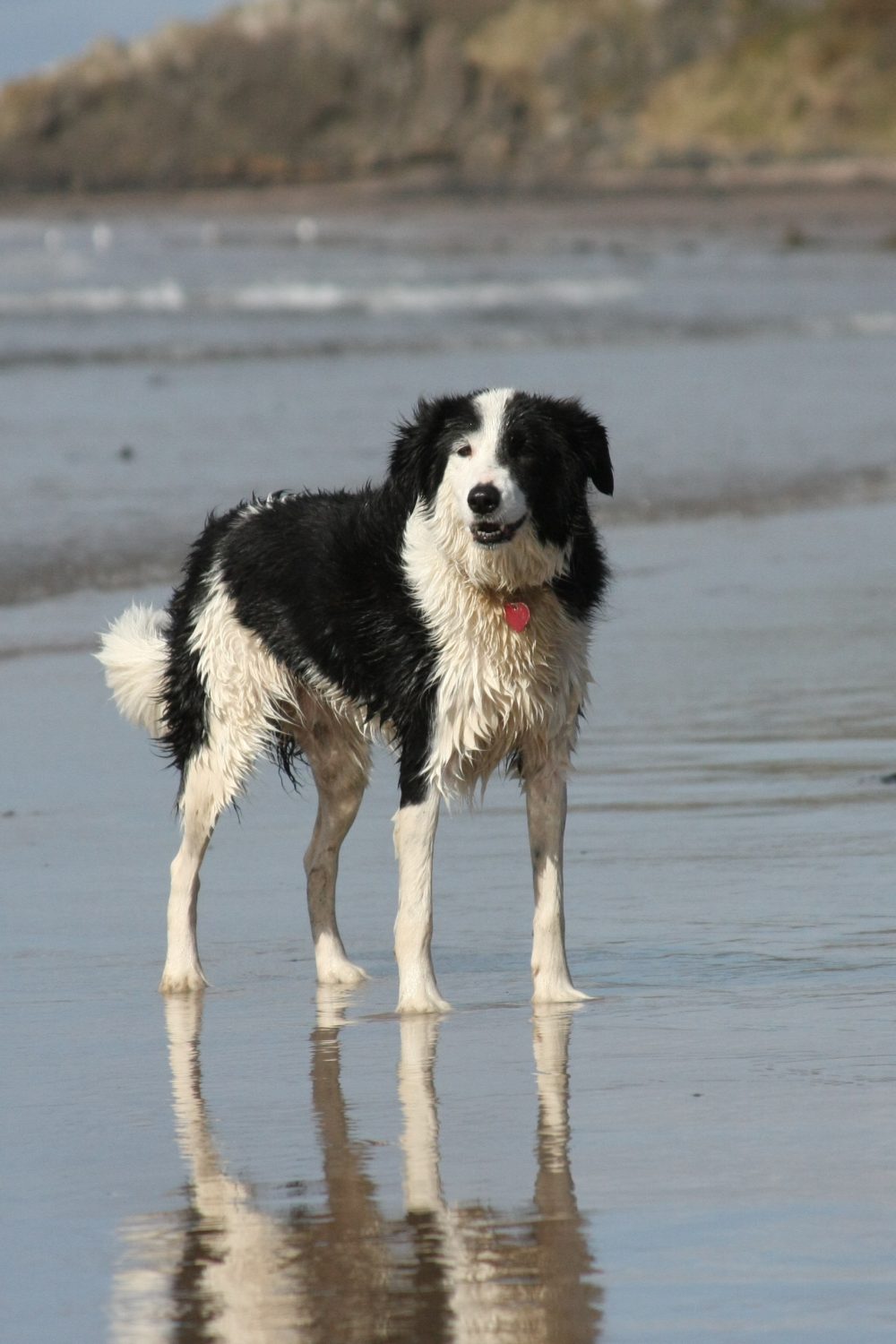 frodo-the-collie