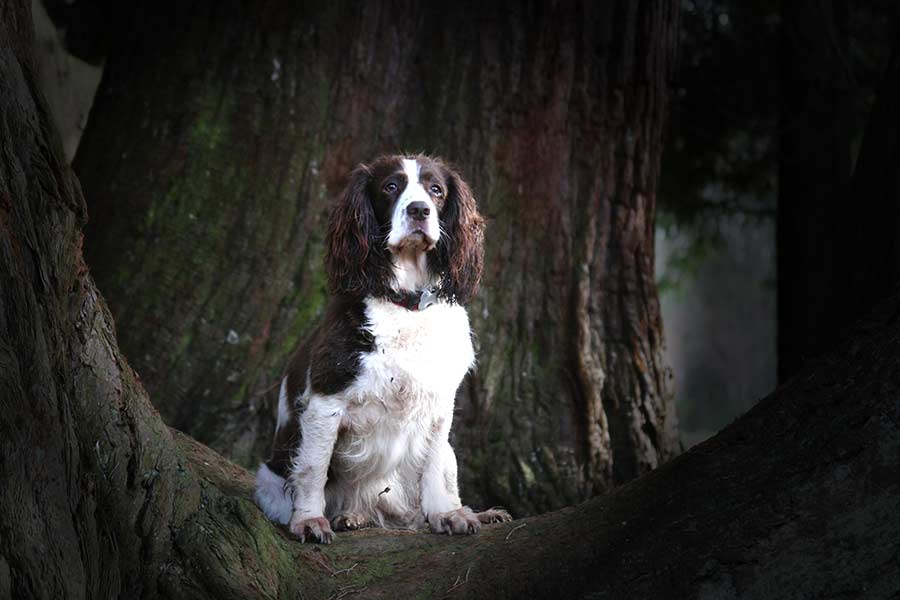 Dog photography in Oxford