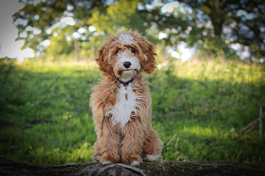 Dog photography in Oxfordshire